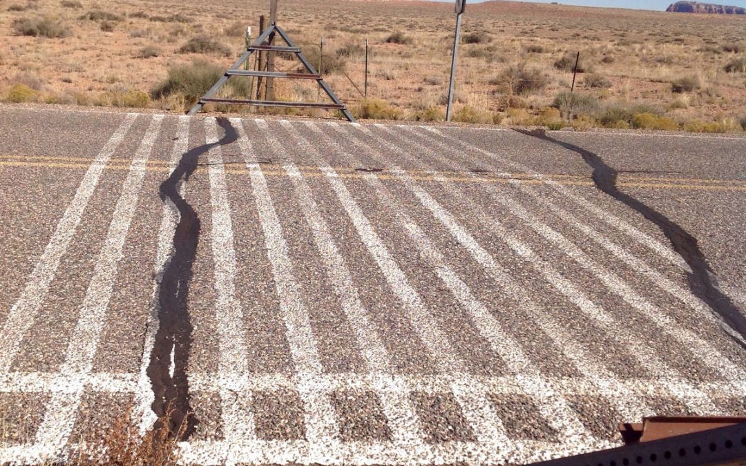 Caligula and the Cows